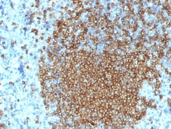 CD45RA (Leukocyte Marker)(K4B5), CF568 conjugate, 0.1mg/mL
