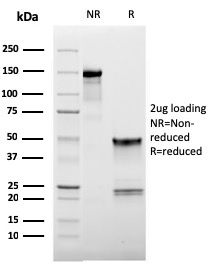 CD62L (L-Selectin)(LAM1-116), CF647 conjugate, 0.1mg/mL