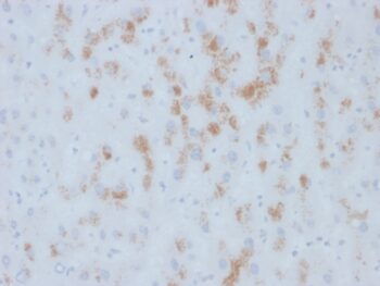Cytochrome p450(M12P4H2), CF568 conjugate, 0.1mg/mL