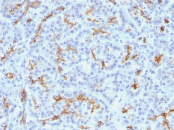 CFTR (Cystic Fibrosis Transmembrane Conductance Regulator)(M3A7), CF405S conjugate, 0.1mg/mL