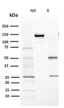 Cytochrome P450 1A1/1A2(MC1), 0.2mg/mL