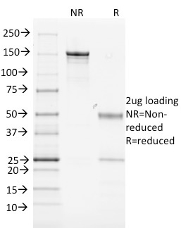MHC II, Mouse(MK-D6), CF740 conjugate, 0.1mg/mL