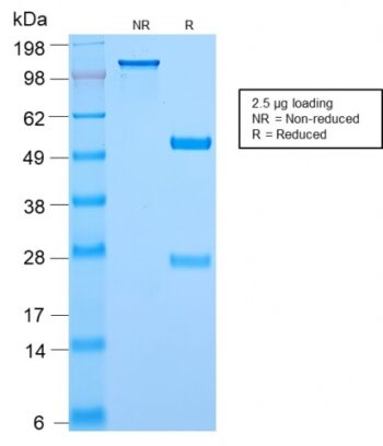 c-Myc Oncoprotein(MYC2895R), 1mg/mL
