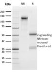 n-Myc (Neuroblastoma Marker)(NMYC-1), CF488A conjugate, 0.1mg/mL 1 view_image-128