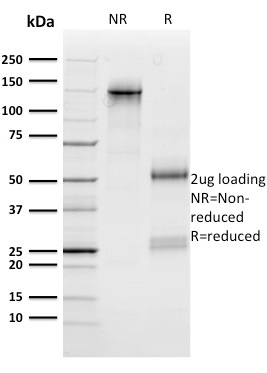 n-Myc (Neuroblastoma Marker)(NMYC-1), CF488A conjugate, 0.1mg/mL