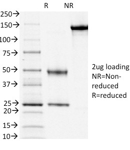CD3e (T-Cell Marker)(OKT3),  CF740 conjugate, 0.1mg/mL