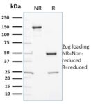 Cytochrome P450 3A1 / CYP3A1(P6), CF568 conjugate, 0.1mg/mL