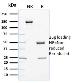 Cytochrome P450 3A1 / CYP3A1(P6), CF568 conjugate, 0.1mg/mL