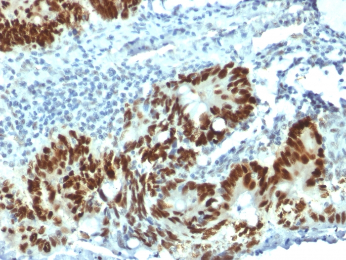 view_image-133 view image 133- Immunomart