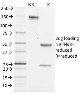 NK1.1 / CD161c / Klrb1c, Mouse(PK136), CF488A conjugate, 0.1mg/mL