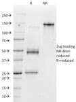 view_image-14-1