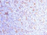 VEGI (Vascular Endothelial Growth Inhibitor) (VEGI/1283), CF594 conjugate, 0.1mg/mL 1 view_image-14