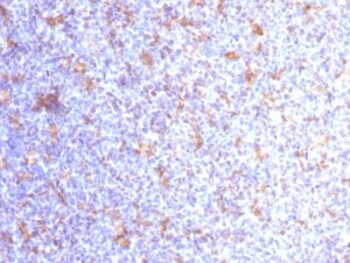 VEGI (Vascular Endothelial Growth Inhibitor) (VEGI/1283), CF740 conjugate, 0.1mg/mL