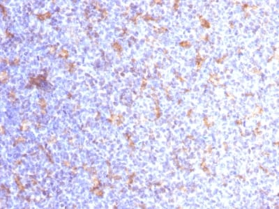 view_image-14 view image 14- Immunomart