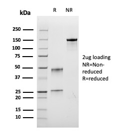 Bromodeoxyuridine (BrdU) (Proliferation Marker)(rBRD.3), 0.2mg/mL