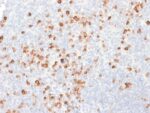 Human IgG (Immunoglobulin Gamma Heavy Chain) (B-Cell Marker) (rIG266), CF647 conjugate, 0.1mg/mL