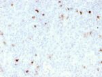 IgM (Immunoglobulin Mu Heavy Chain) (B-Cell Marker)(rIM260), CF740 conjugate, 0.1mg/mL