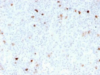 IgM (Immunoglobulin Mu Heavy Chain) (B-Cell Marker)(rIM260), CF740 conjugate, 0.1mg/mL