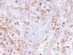 Calprotectin / MRP14 / S100A9 / Calgranulin B(rMAC3781), CF740 conjugate, 0.1mg/mL