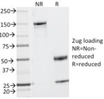CD2 / Lymphocyte Function Antigen 2 (LFA-2)(UMCD2),  CF405S conjugate, 0.1mg/mL