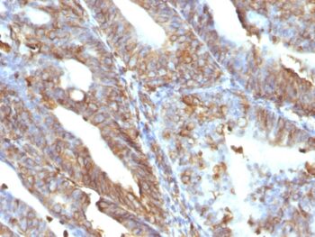 Vimentin (Mesenchymal Cell Marker)(V9), CF740 conjugate, 0.1mg/mL