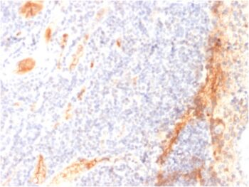 VEGF (Vascular Endothelial Growth Factor)(VG1), Biotin conjugate, 0.1mg/mL