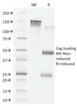 VEGF (Vascular Endothelial Growth Factor)(VG76e), CF568 conjugate, 0.1mg/mL