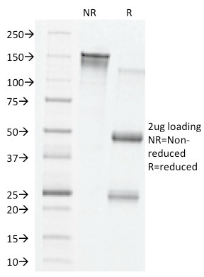 VEGF (Vascular Endothelial Growth Factor)(VG76e), CF568 conjugate, 0.1mg/mL
