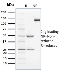 Cyclin B2(X29.2), CF640R conjugate, 0.1mg/mL