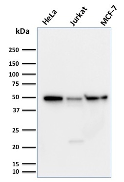 Cyclin A1(XLA1-3), CF640R conjugate, 0.1mg/mL
