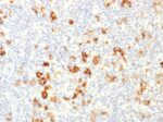 CD15 / FUT4 (Reed-Sternberg Cell Marker), CF405S conjugate, 0.1mg/mL 1 view_image-178