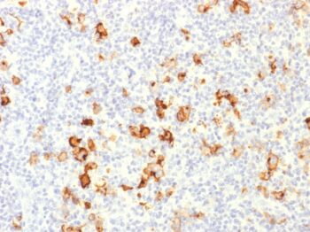 CD15 / FUT4 (Reed-Sternberg Cell Marker), CF640R conjugate, 0.1mg/mL