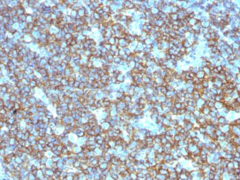 CD20 / MS4A1 (B-Cell Marker), CF568 conjugate, 0.1mg/mL