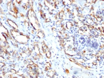 CD31 / PECAM-1 (Endothelial Cell Marker), 0.2mg/mL