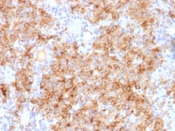 Chromogranin A / CHGA (Neuroendocrine Marker), CF640R conjugate, 0.1mg/mL