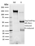 XRCC3(10F1/6), CF640R conjugate, 0.1mg/mL