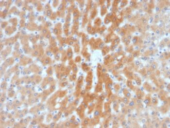ARF1 (Golgi Apparatus Marker)(1A9/5), 0.2mg/mL