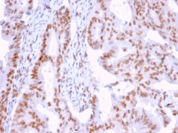 DMC1(2H12/4), CF647 conjugate, 0.1mg/mL