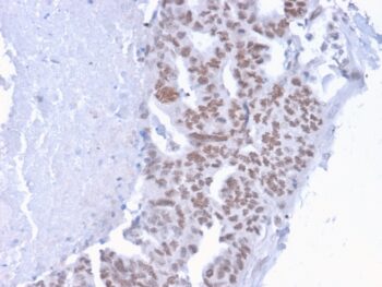 CHD4(3F2/4), CF405S conjugate, 0.1mg/mL