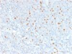 Annexin A1 / (Hairy Cell Leukemia Marker)(6E4/3), CF568 conjugate, 0.1mg/mL