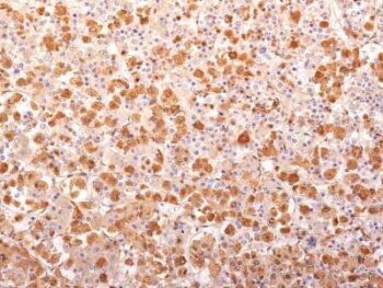 ACTH (Adrenocorticotrophic Hormone) (N-Terminal) (Pituitary Marker) (r57), CF740 conjugate, 0.1mg/mL