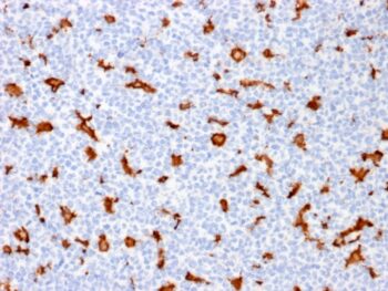 AIF1 / Iba1 (Microglia Marker) (AIF1/1909), CF568 conjugate, 0.1mg/mL