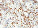 AIF1 / Iba1 (Microglia Marker)(AIF1/2493), Biotin conjugate, 0.1mg/mL 1 view_image-215