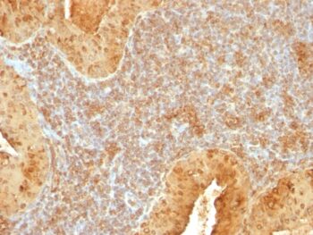 Cytochrome C (Mitochondrial Marker)(7H8.2C12),  CF647 conjugate, 0.1mg/mL