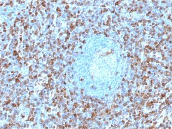 Annexin A1 / (Hairy Cell Leukemia Marker)(ANXA1/1671), CF488A conjugate, 0.1mg/mL