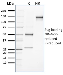 CLEC9A / DNGR1 (Dendritic Cell Marker)(8F9), 0.2mg/mL