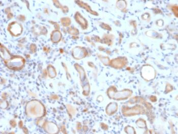 ARF1 (Golgi Apparatus Marker)(ARF1/2117), 0.2mg/mL