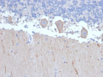 ATG5 (Autophagy Marker)(ATG5/2492), 0.2mg/mL