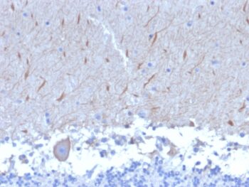 ATG5 (Autophagy Marker)(ATG5/2553), 0.2mg/mL