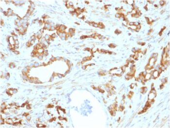 Aurora B (Proliferation Marker) (AURKB/1593), CF647 conjugate, 0.1mg/mL
